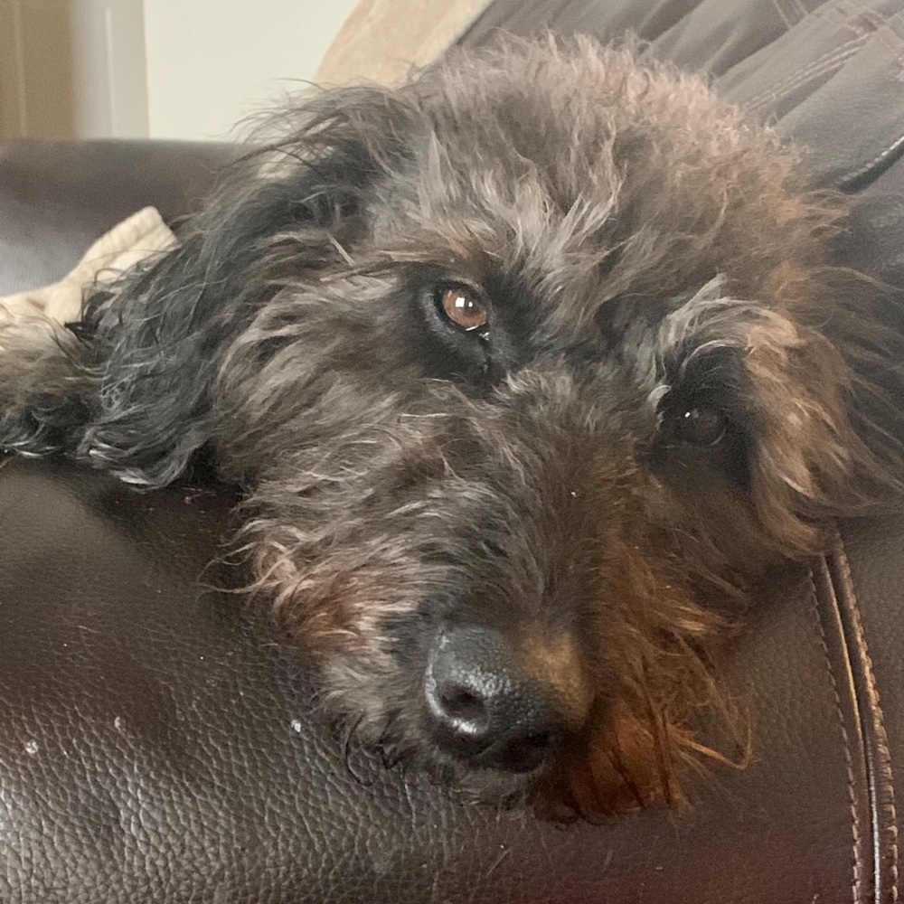 Meet your Posher, Rick